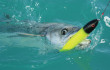 Freshwater Lures Gone Salty