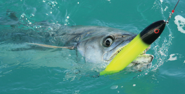 Freshwater Lures Gone Salty